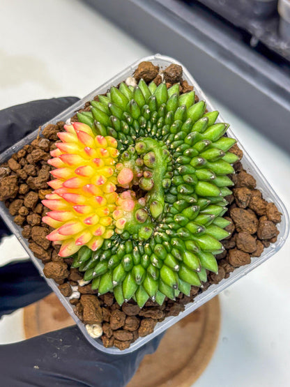Gymnocalycium Inermis Cristata (gy9) (13) | Variegated Cactus