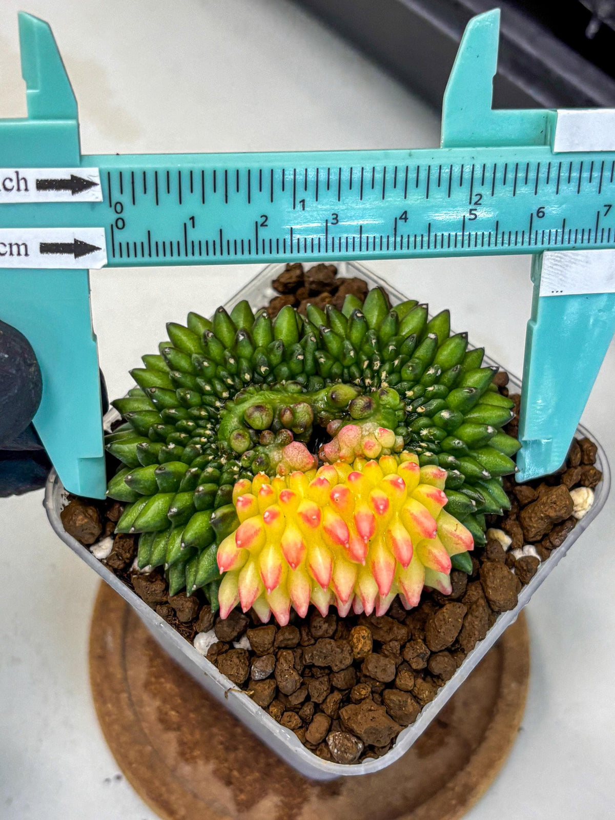 Gymnocalycium Inermis Cristata (gy9) (13) | Variegated Cactus