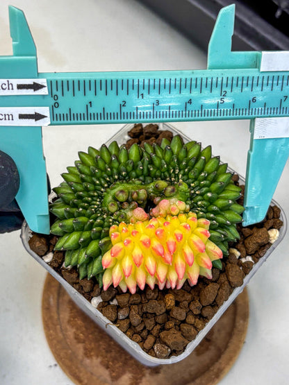 Gymnocalycium Inermis Cristata (gy9) (13) | Variegated Cactus