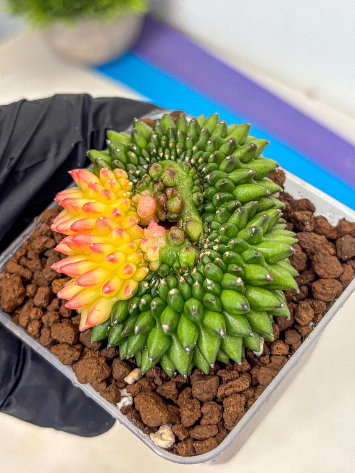 Gymnocalycium Inermis Cristata (gy9) (13) | Variegated Cactus