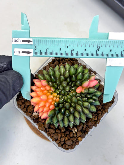 Gymnocalycium Inermis Cristata (gy9) (15) | Variegated Cactus