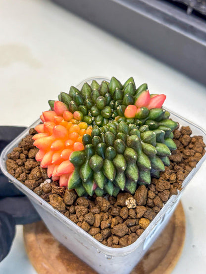 Gymnocalycium Inermis Cristata (gy9) (15) | Variegated Cactus