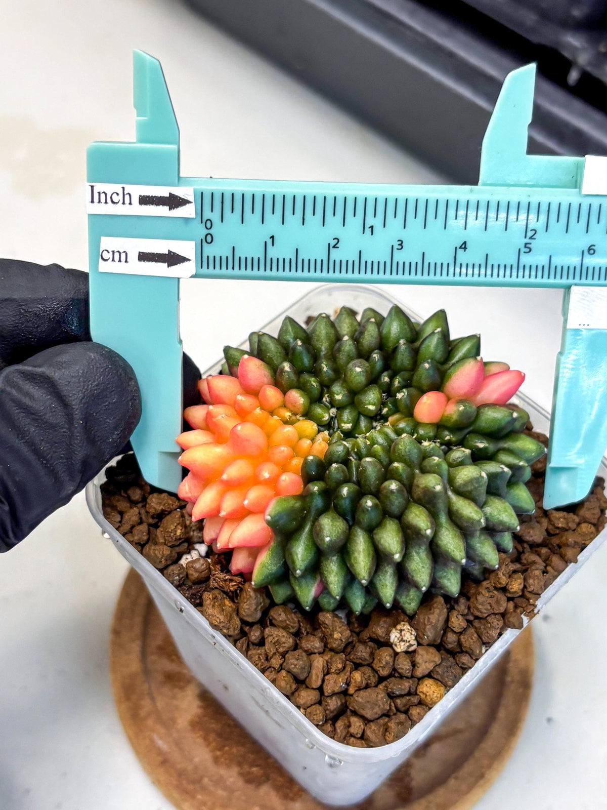 Gymnocalycium Inermis Cristata (gy9) (15) | Variegated Cactus