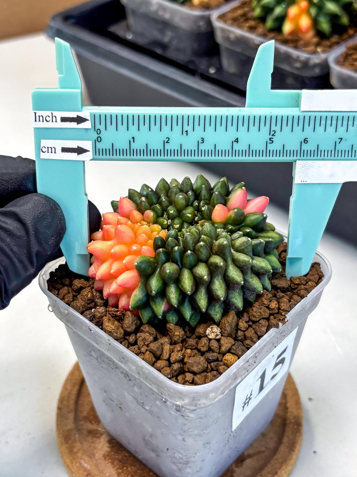 Gymnocalycium Inermis Cristata (gy9) (15) | Variegated Cactus