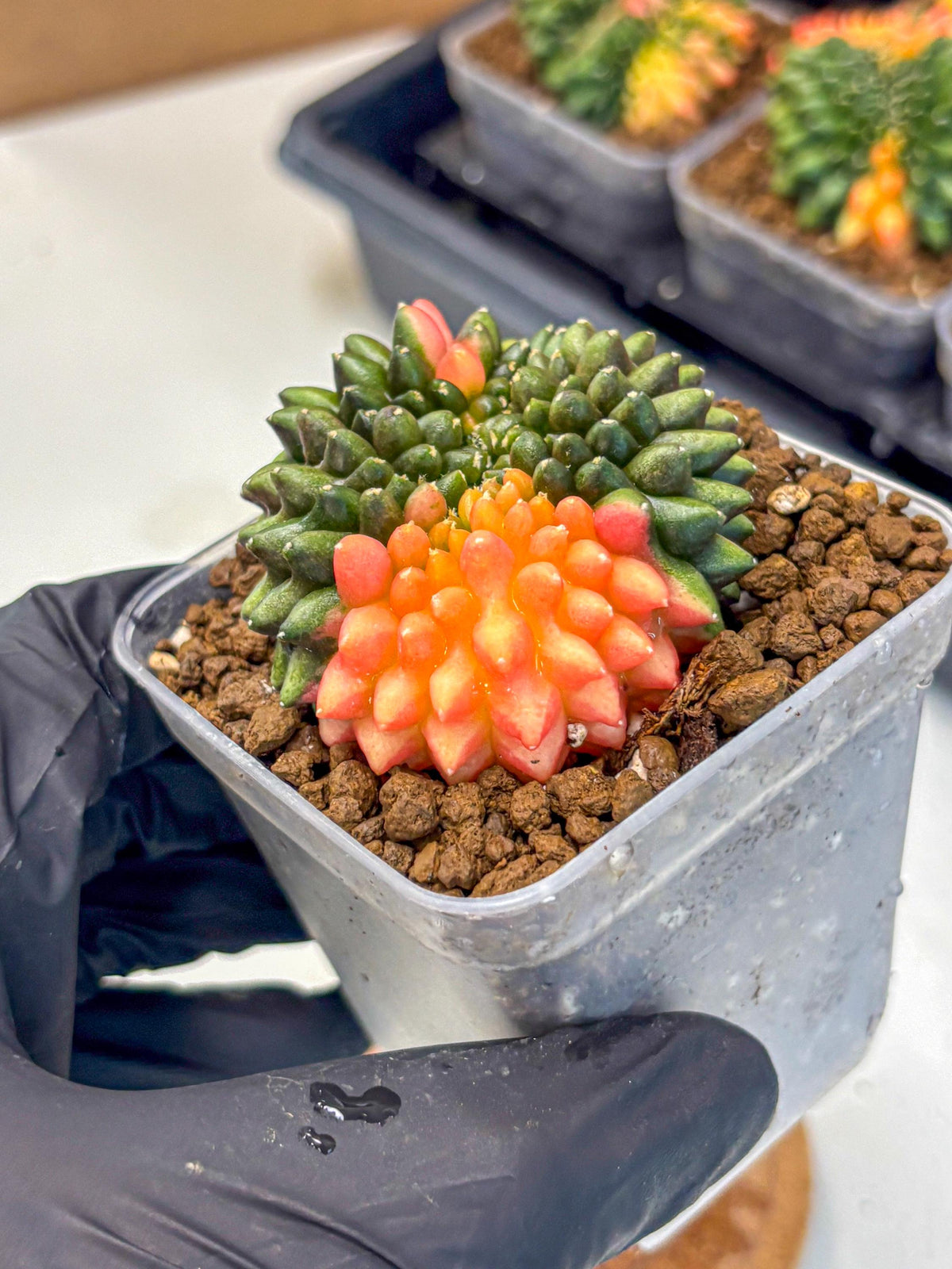 Gymnocalycium Inermis Cristata (gy9) (15) | Variegated Cactus