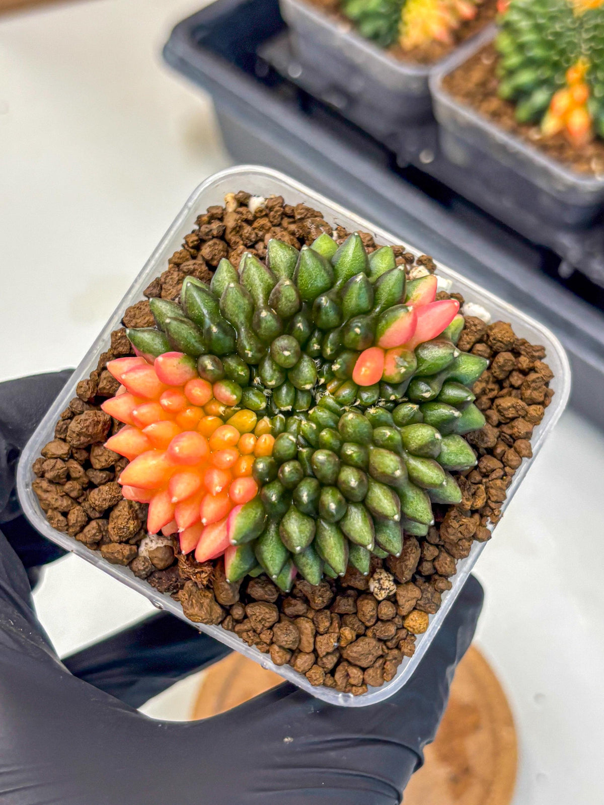Gymnocalycium Inermis Cristata (gy9) (15) | Variegated Cactus