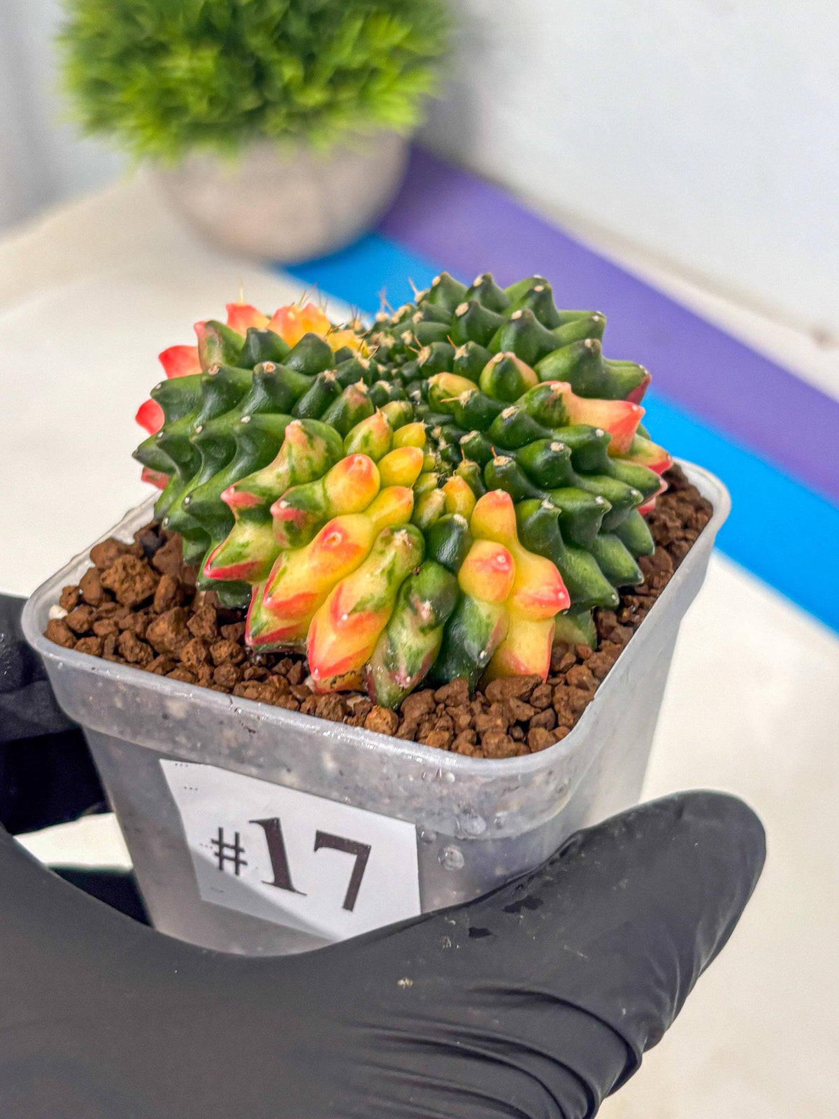 Gymnocalycium Inermis Cristata (gy9) (17) | Variegated Cactus