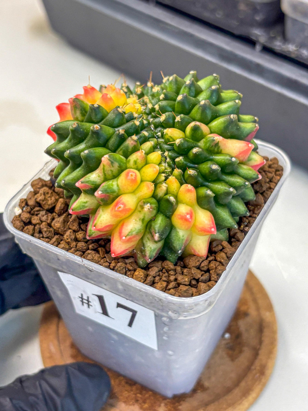 Gymnocalycium Inermis Cristata (gy9) (17) | Variegated Cactus