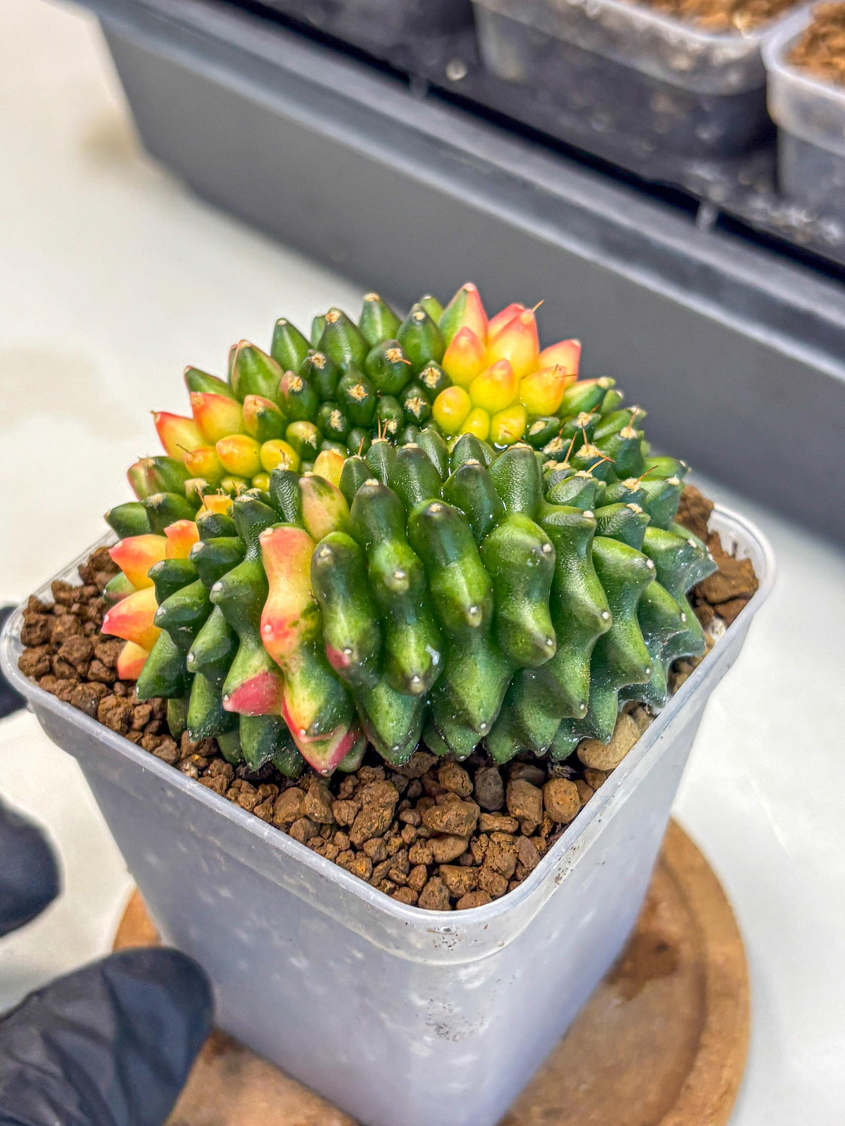 Gymnocalycium Inermis Cristata (gy9) (17) | Variegated Cactus