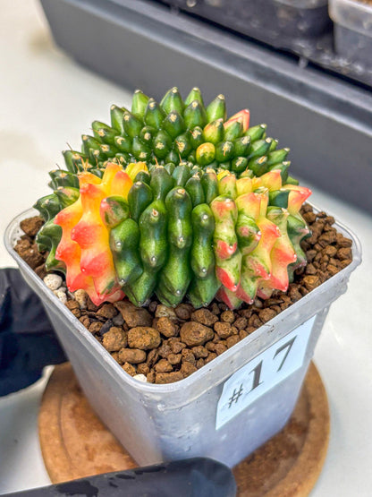 Gymnocalycium Inermis Cristata (gy9) (17) | Variegated Cactus