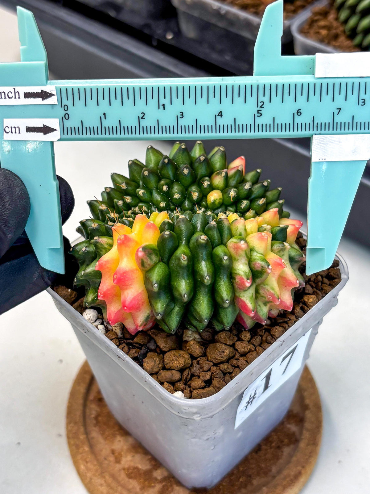 Gymnocalycium Inermis Cristata (gy9) (17) | Variegated Cactus
