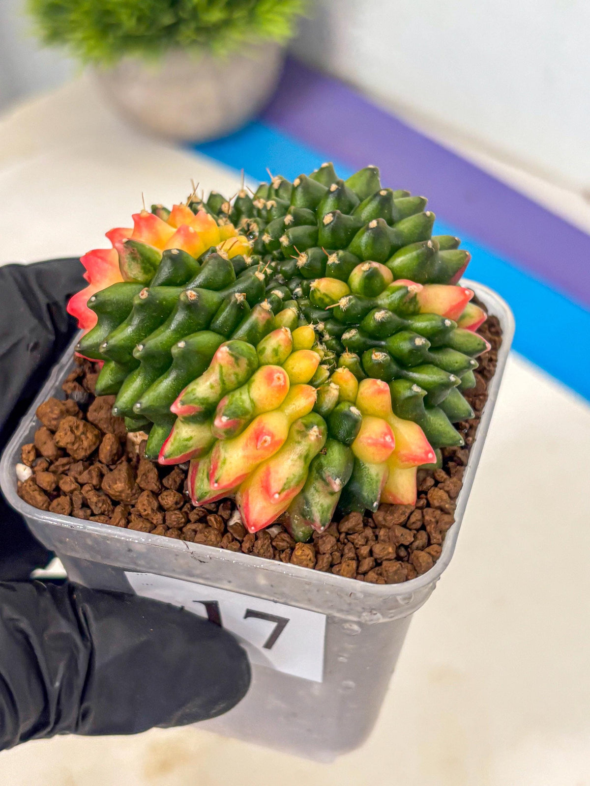 Gymnocalycium Inermis Cristata (gy9) (17) | Variegated Cactus