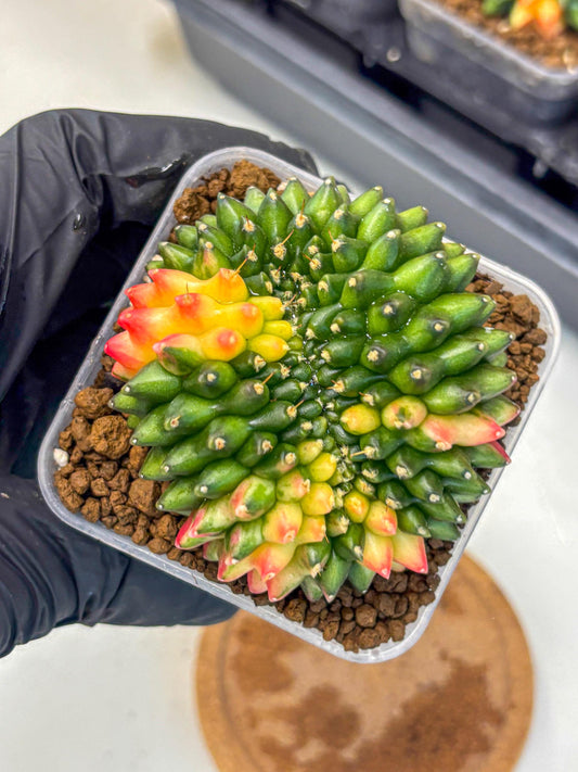 Gymnocalycium Inermis Cristata (gy9) (17) | Variegated Cactus