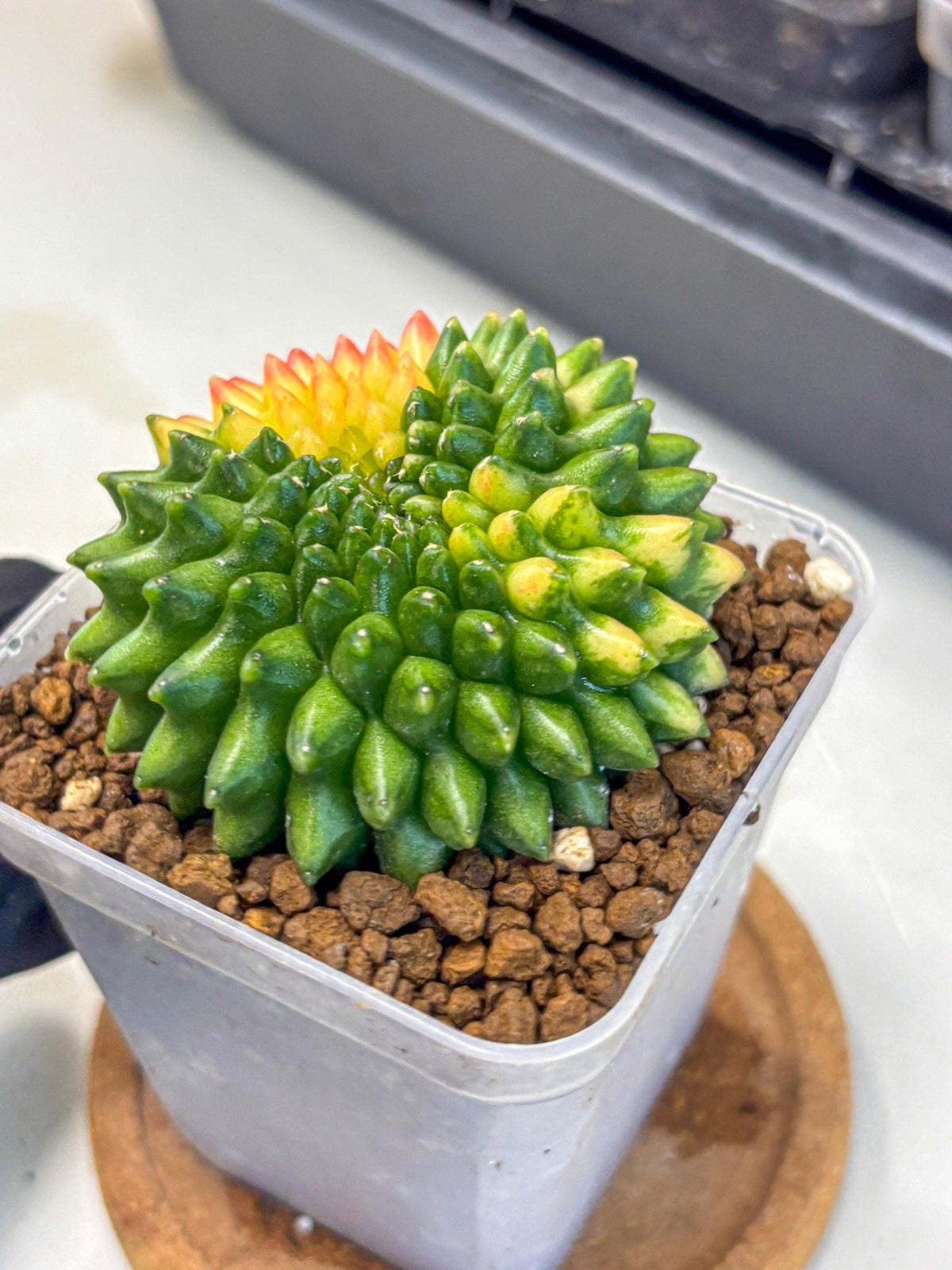 Gymnocalycium Inermis Cristata (gy9) (18) | Variegated Cactus