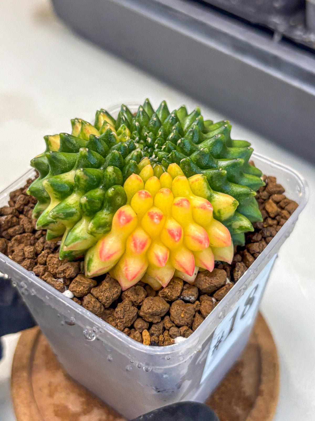 Gymnocalycium Inermis Cristata (gy9) (18) | Variegated Cactus