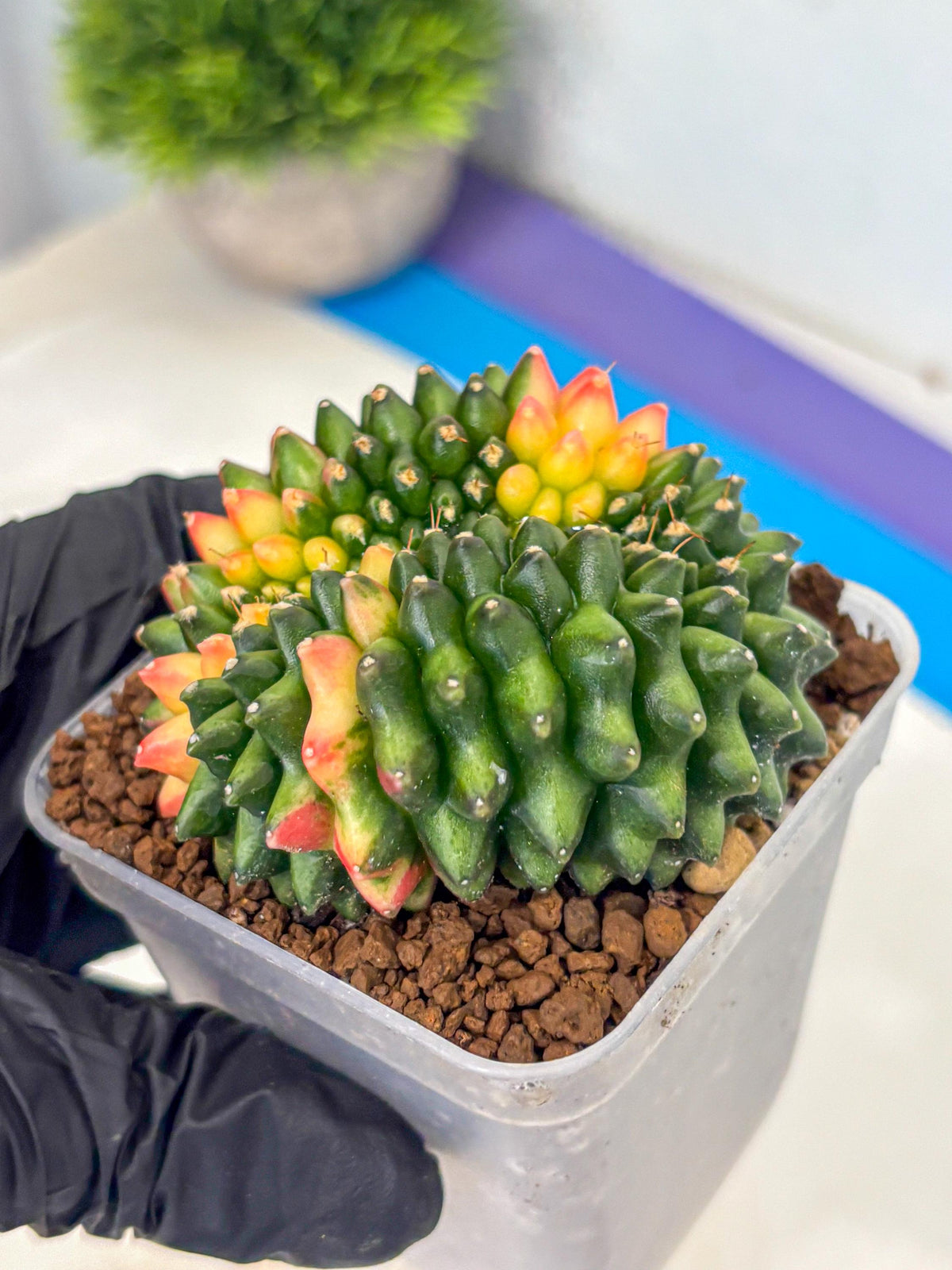 Gymnocalycium Inermis Cristata (gy9) (17) | Variegated Cactus