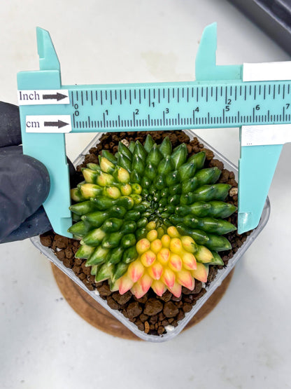 Gymnocalycium Inermis Cristata (gy9) (18) | Variegated Cactus