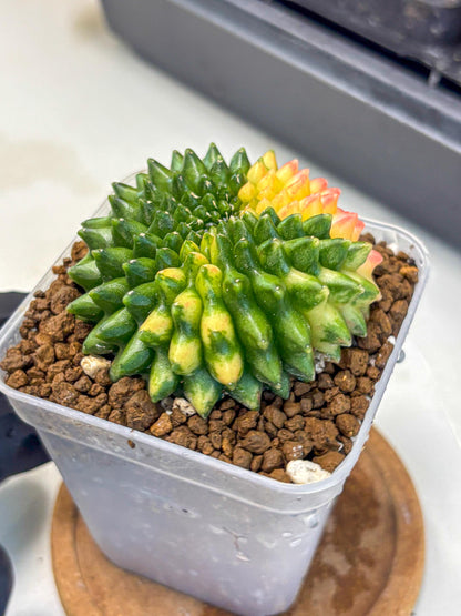 Gymnocalycium Inermis Cristata (gy9) (18) | Variegated Cactus