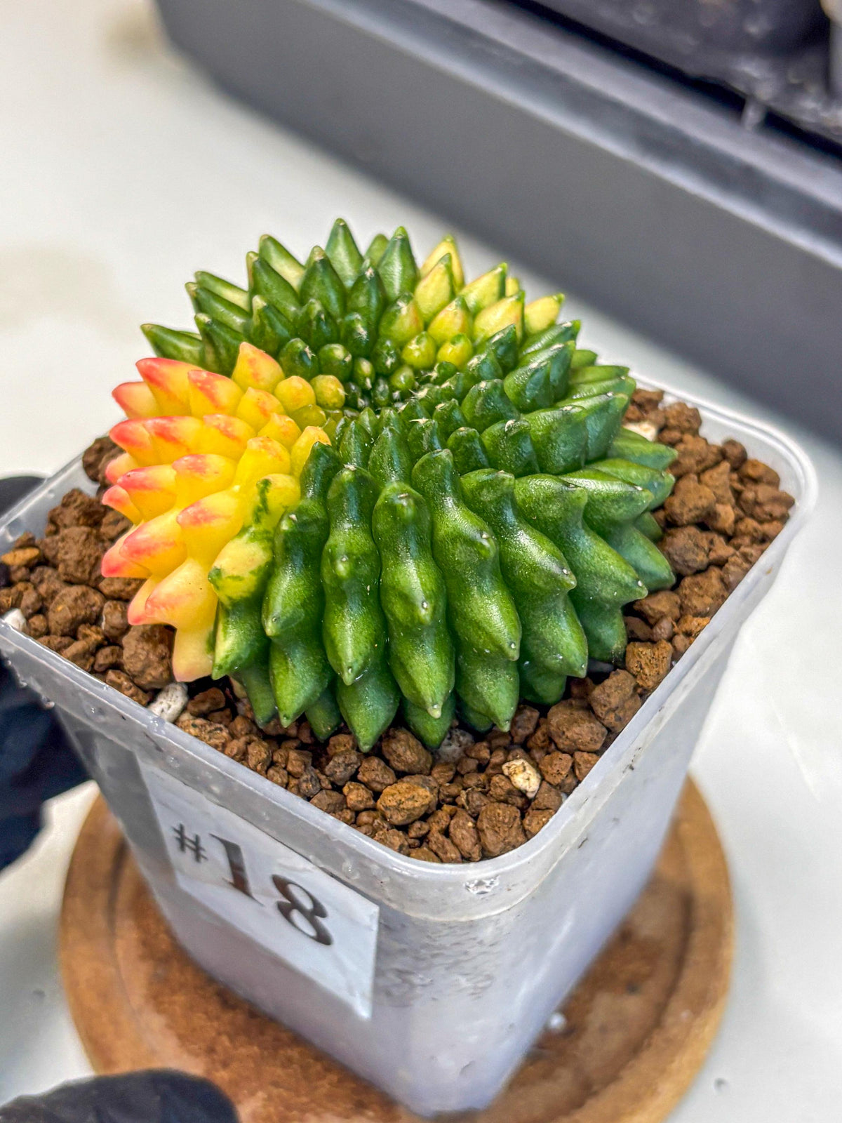 Gymnocalycium Inermis Cristata (gy9) (18) | Variegated Cactus