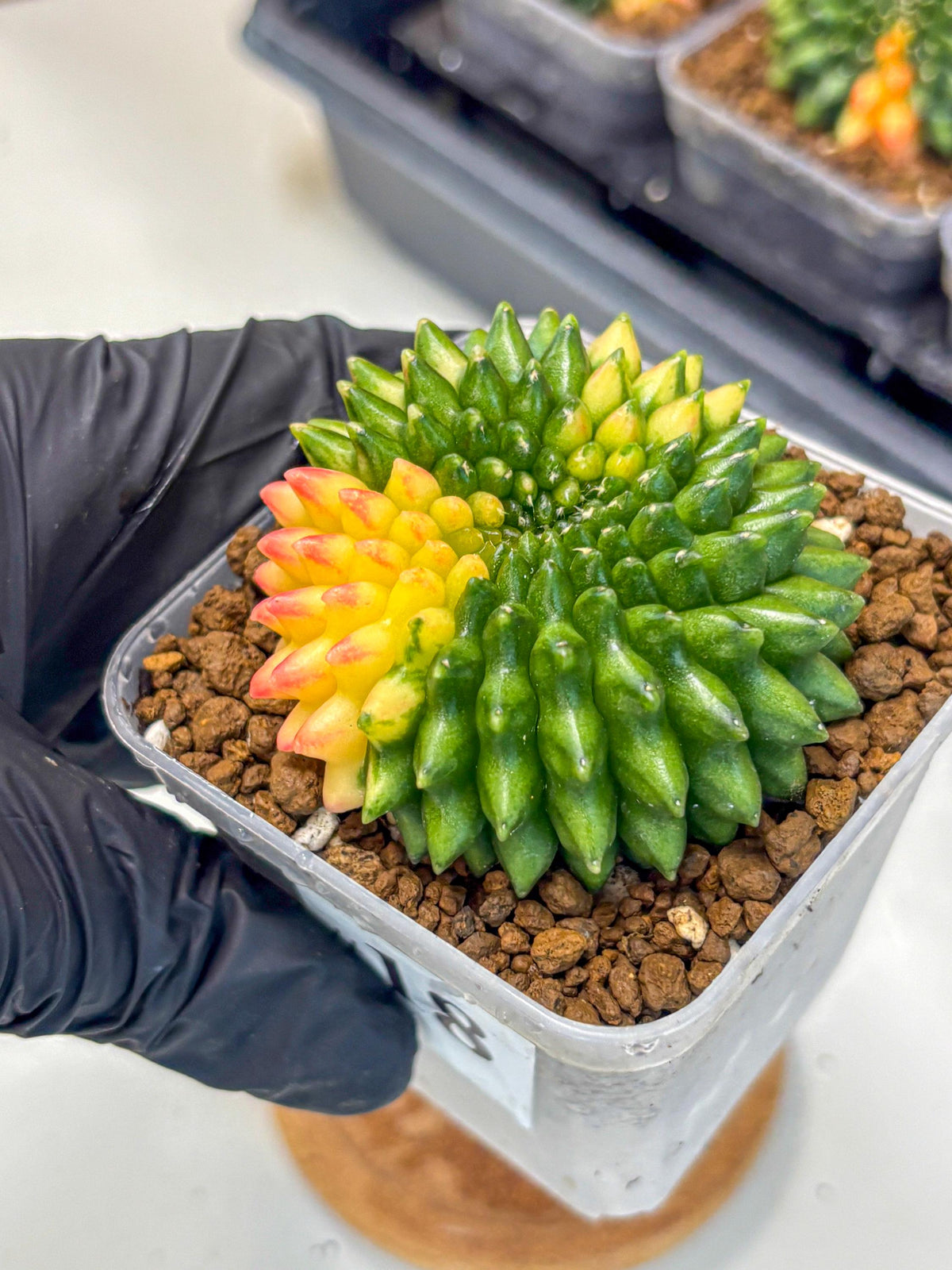 Gymnocalycium Inermis Cristata (gy9) (18) | Variegated Cactus