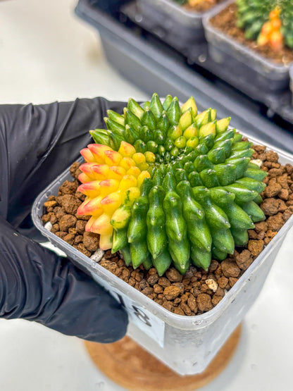 Gymnocalycium Inermis Cristata (gy9) (18) | Variegated Cactus