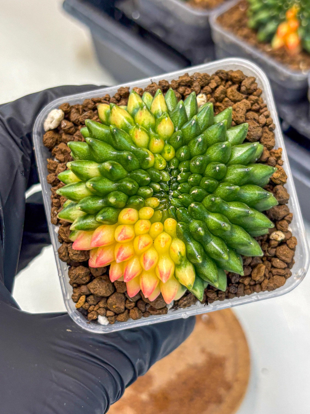 Gymnocalycium Inermis Cristata (gy9) (18) | Variegated Cactus
