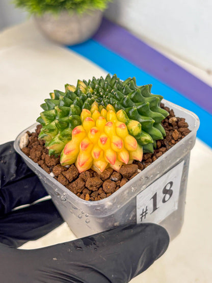 Gymnocalycium Inermis Cristata (gy9) (18) | Variegated Cactus