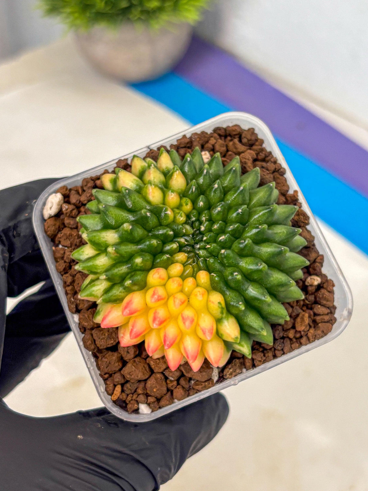 Gymnocalycium Inermis Cristata (gy9) (18) | Variegated Cactus