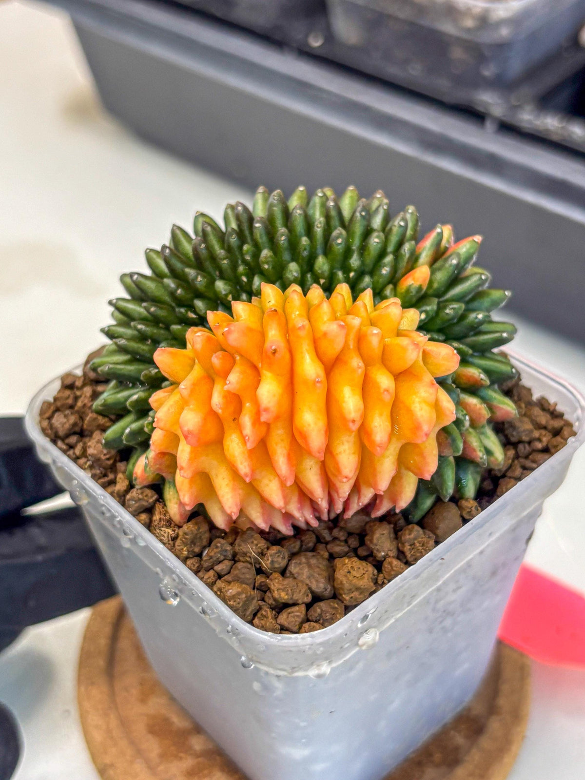Gymnocalycium Inermis Cristata (gy9) (pp) | Variegated Cactus