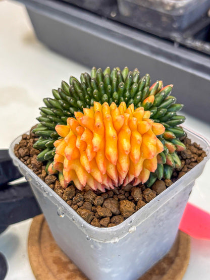 Gymnocalycium Inermis Cristata (gy9) (pp) | Variegated Cactus