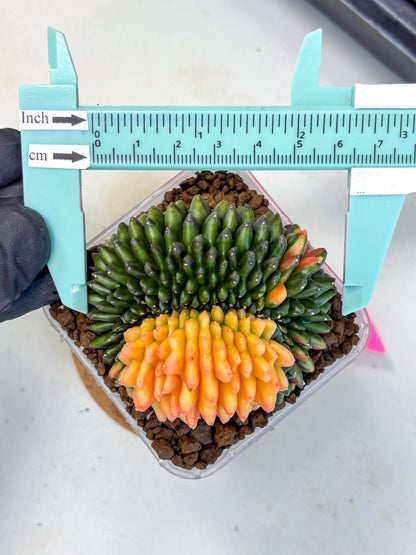 Gymnocalycium Inermis Cristata (gy9) (pp) | Variegated Cactus