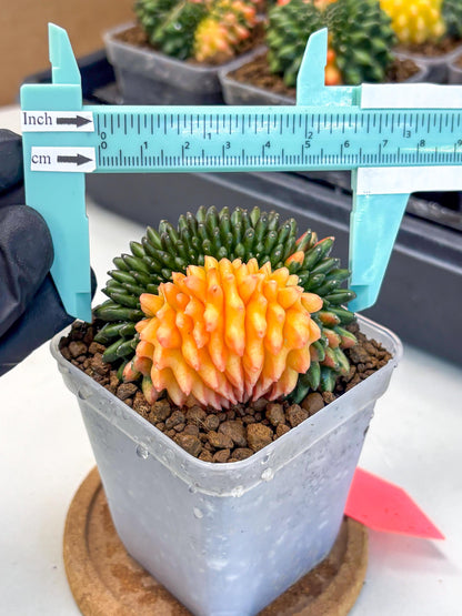 Gymnocalycium Inermis Cristata (gy9) (pp) | Variegated Cactus