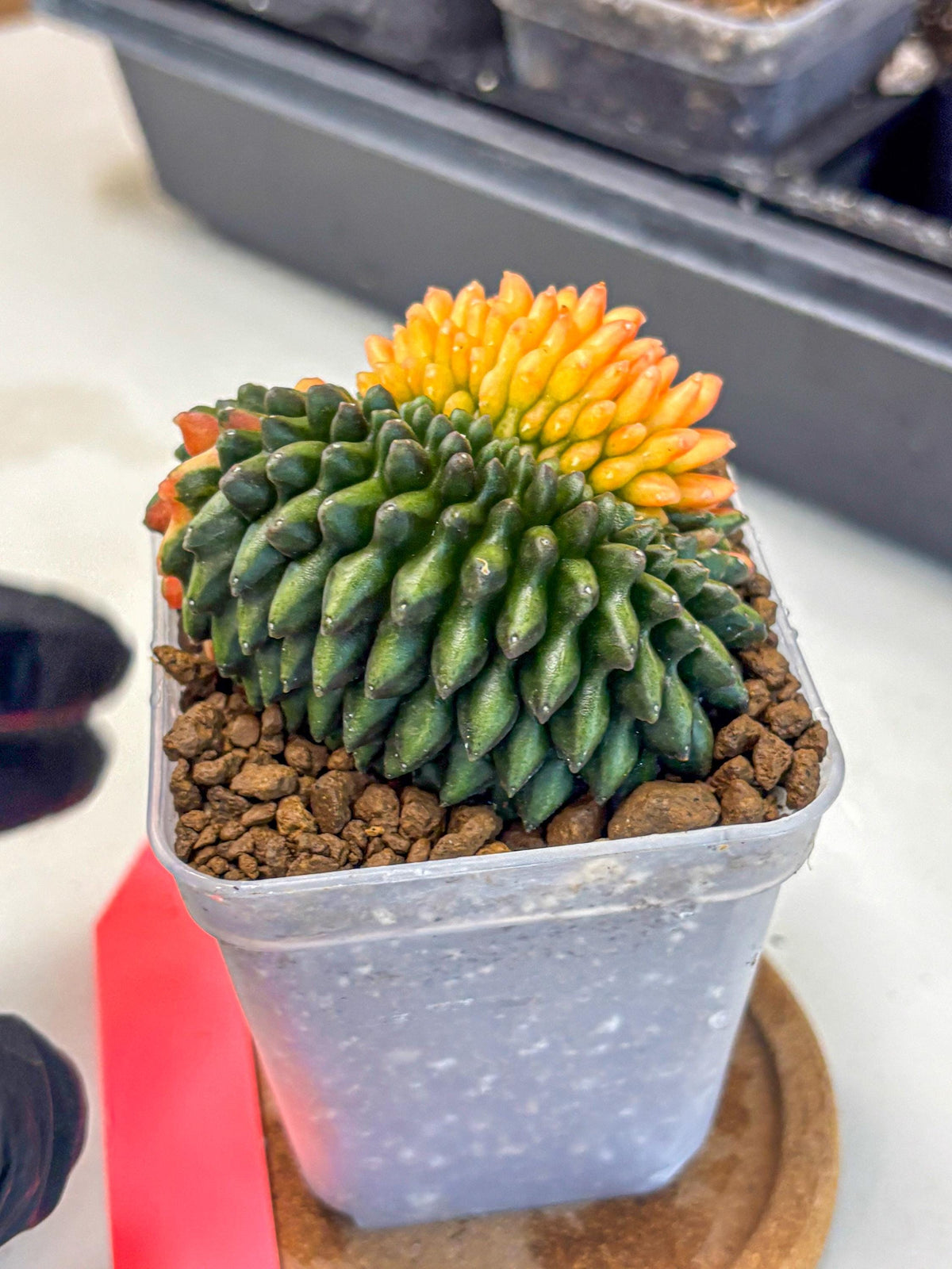Gymnocalycium Inermis Cristata (gy9) (pp) | Variegated Cactus
