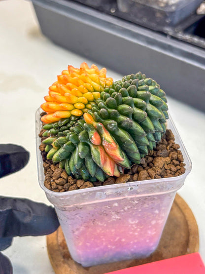 Gymnocalycium Inermis Cristata (gy9) (pp) | Variegated Cactus