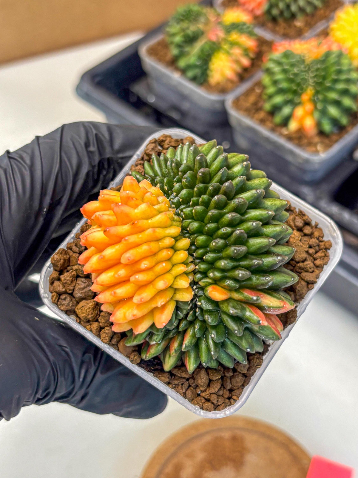 Gymnocalycium Inermis Cristata (gy9) (pp) | Variegated Cactus