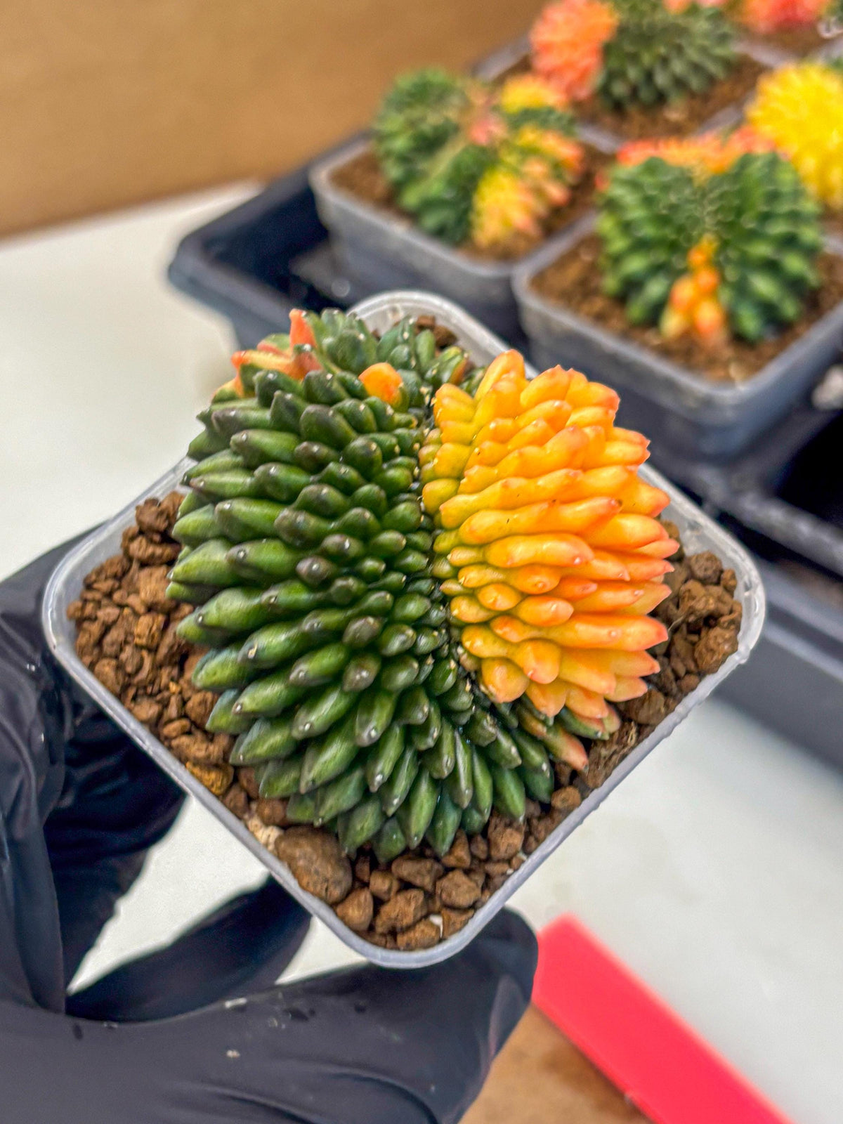 Gymnocalycium Inermis Cristata (gy9) (pp) | Variegated Cactus