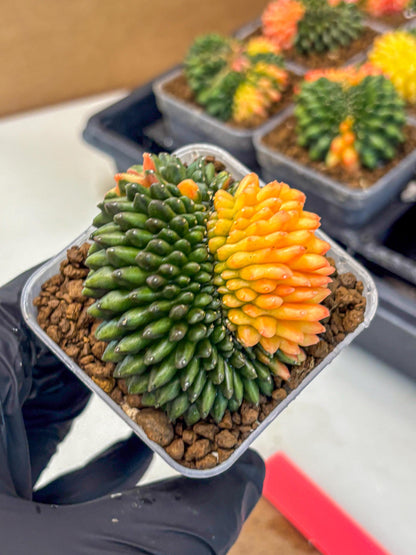 Gymnocalycium Inermis Cristata (gy9) (pp) | Variegated Cactus