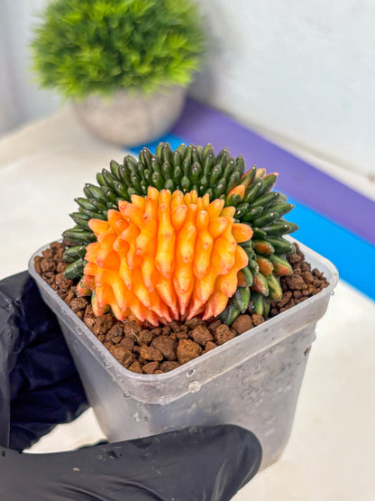Gymnocalycium Inermis Cristata (gy9) (pp) | Variegated Cactus
