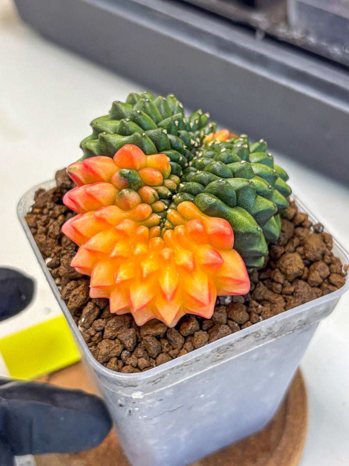 Gymnocalycium Inermis Cristata (gy9) (yy) | Variegated Cactus