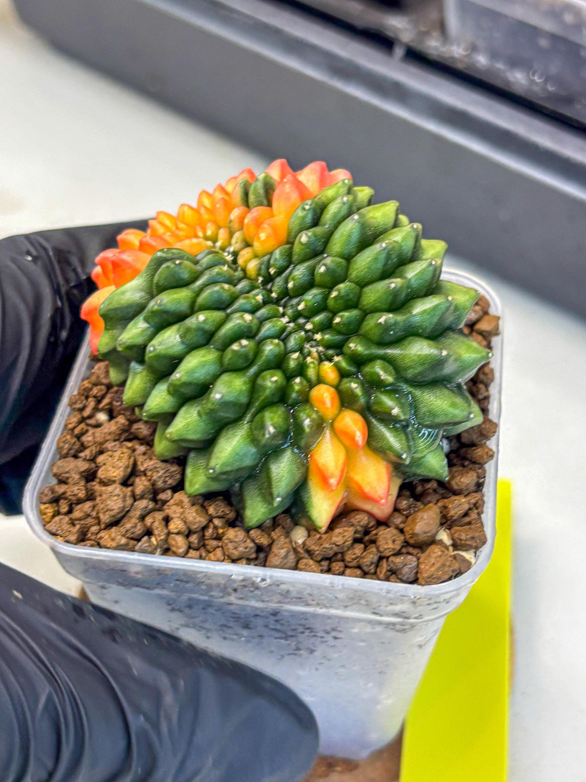 Gymnocalycium Inermis Cristata (gy9) (yy) | Variegated Cactus