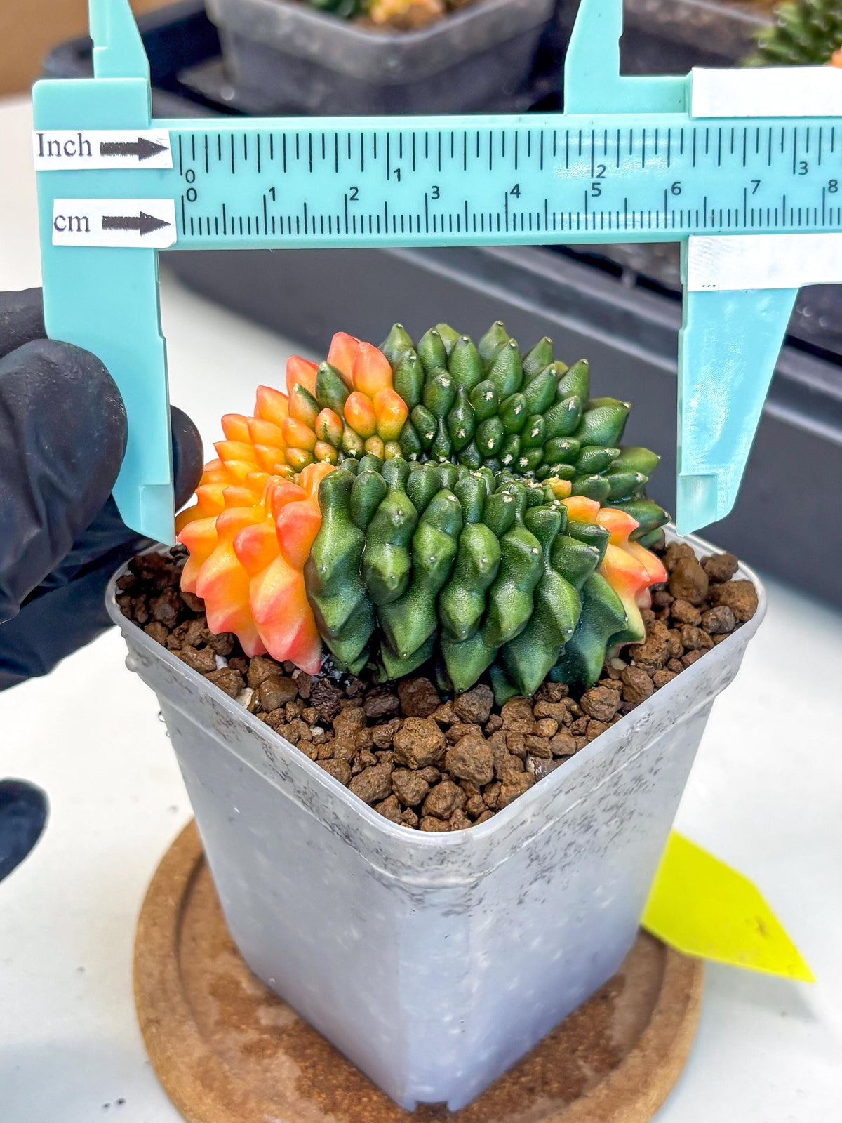 Gymnocalycium Inermis Cristata (gy9) (yy) | Variegated Cactus