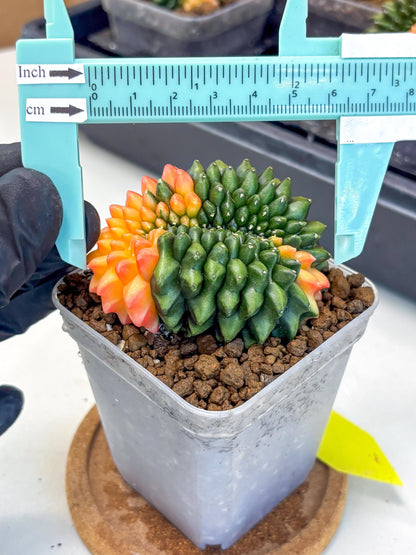 Gymnocalycium Inermis Cristata (gy9) (yy) | Variegated Cactus