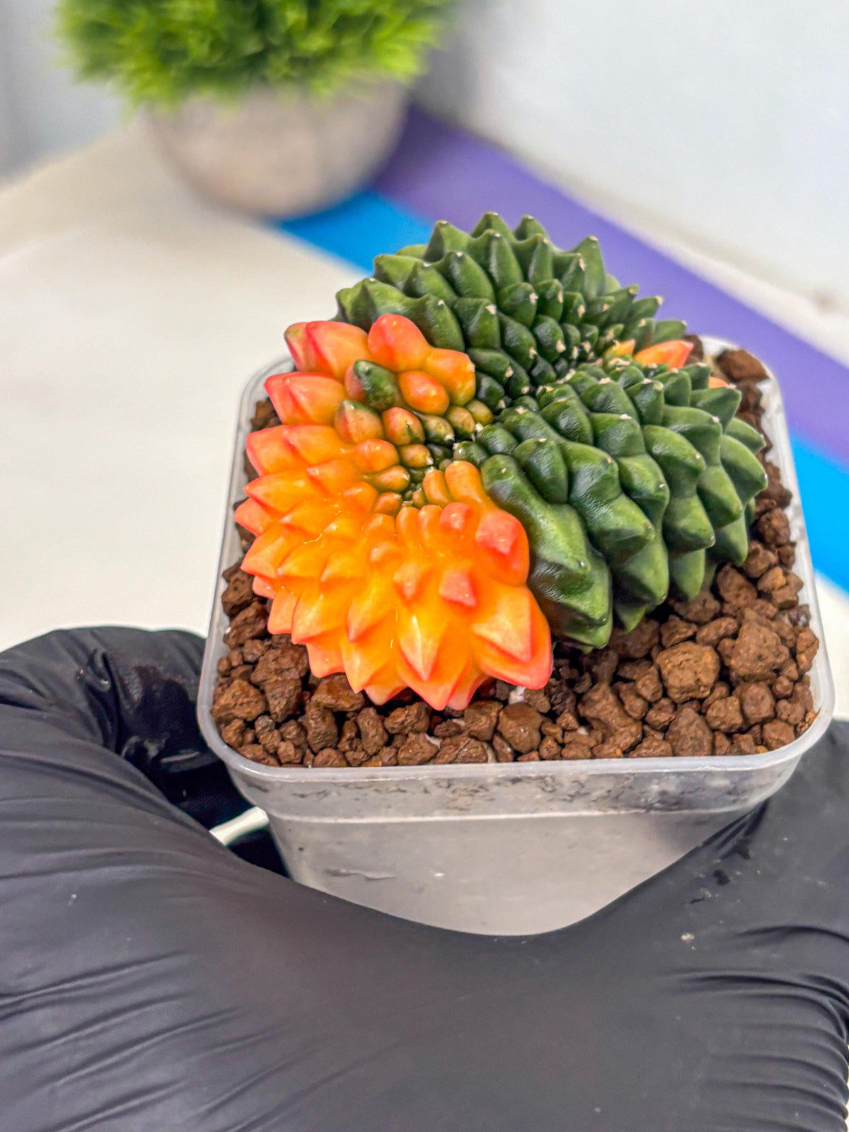 Gymnocalycium Inermis Cristata (gy9) (yy) | Variegated Cactus