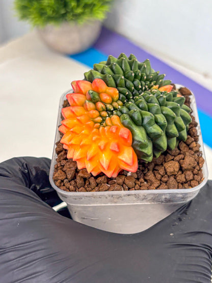 Gymnocalycium Inermis Cristata (gy9) (yy) | Variegated Cactus