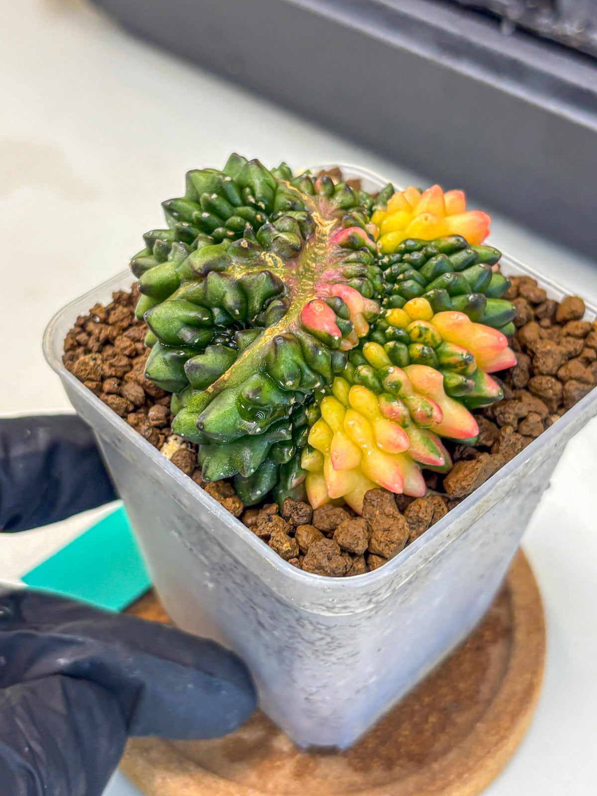 Gymnocalycium Inermis Cristata (gy9) (gg) | Variegated Cactus