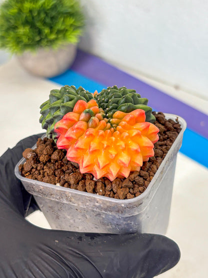 Gymnocalycium Inermis Cristata (gy9) (yy) | Variegated Cactus
