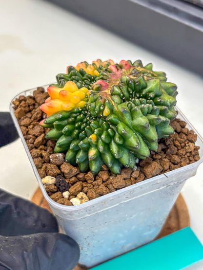 Gymnocalycium Inermis Cristata (gy9) (gg) | Variegated Cactus