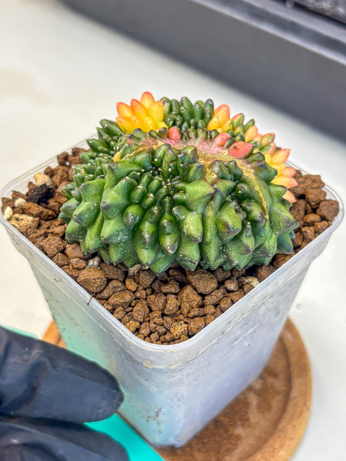 Gymnocalycium Inermis Cristata (gy9) (gg) | Variegated Cactus