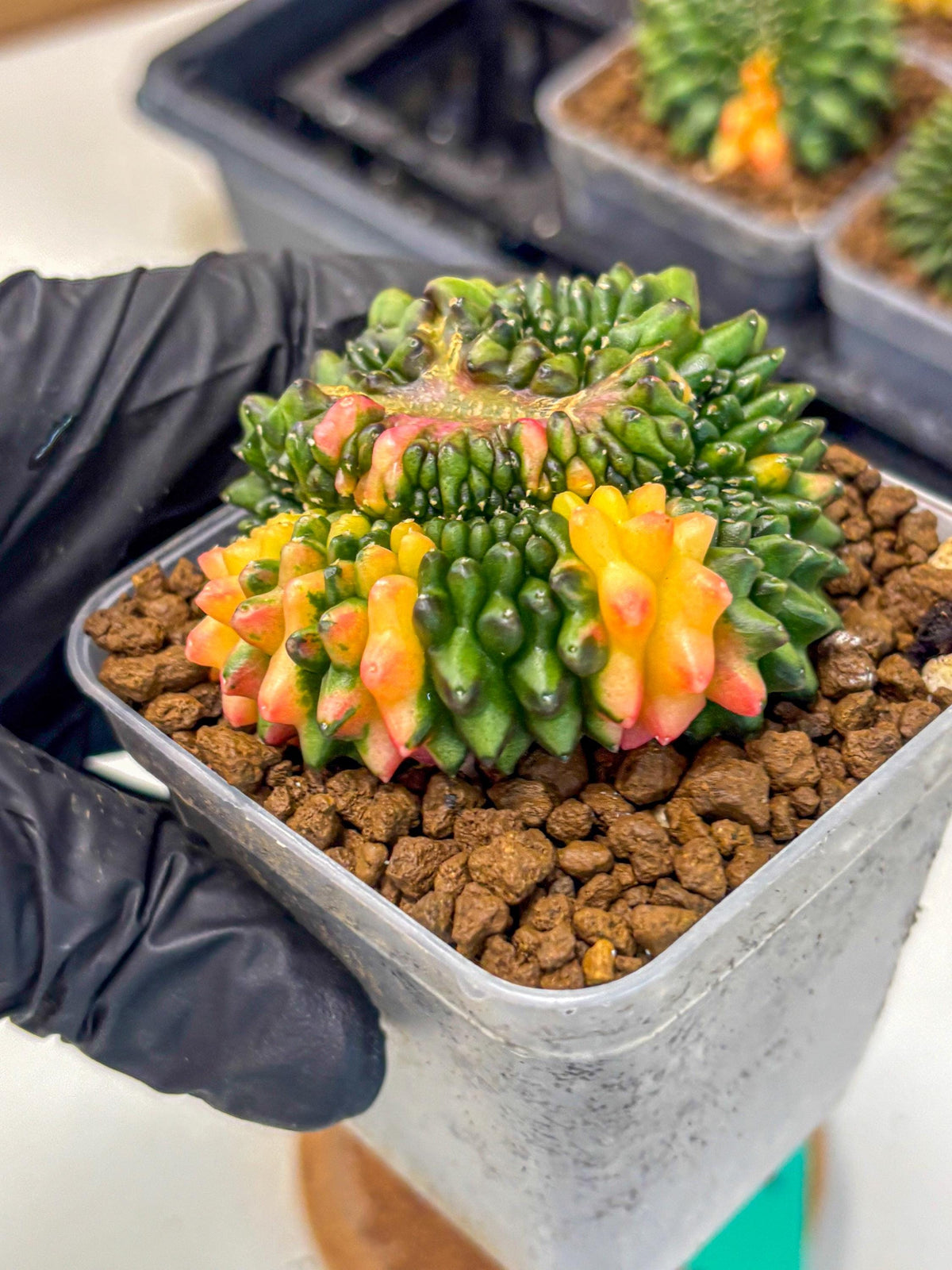 Gymnocalycium Inermis Cristata (gy9) (gg) | Variegated Cactus