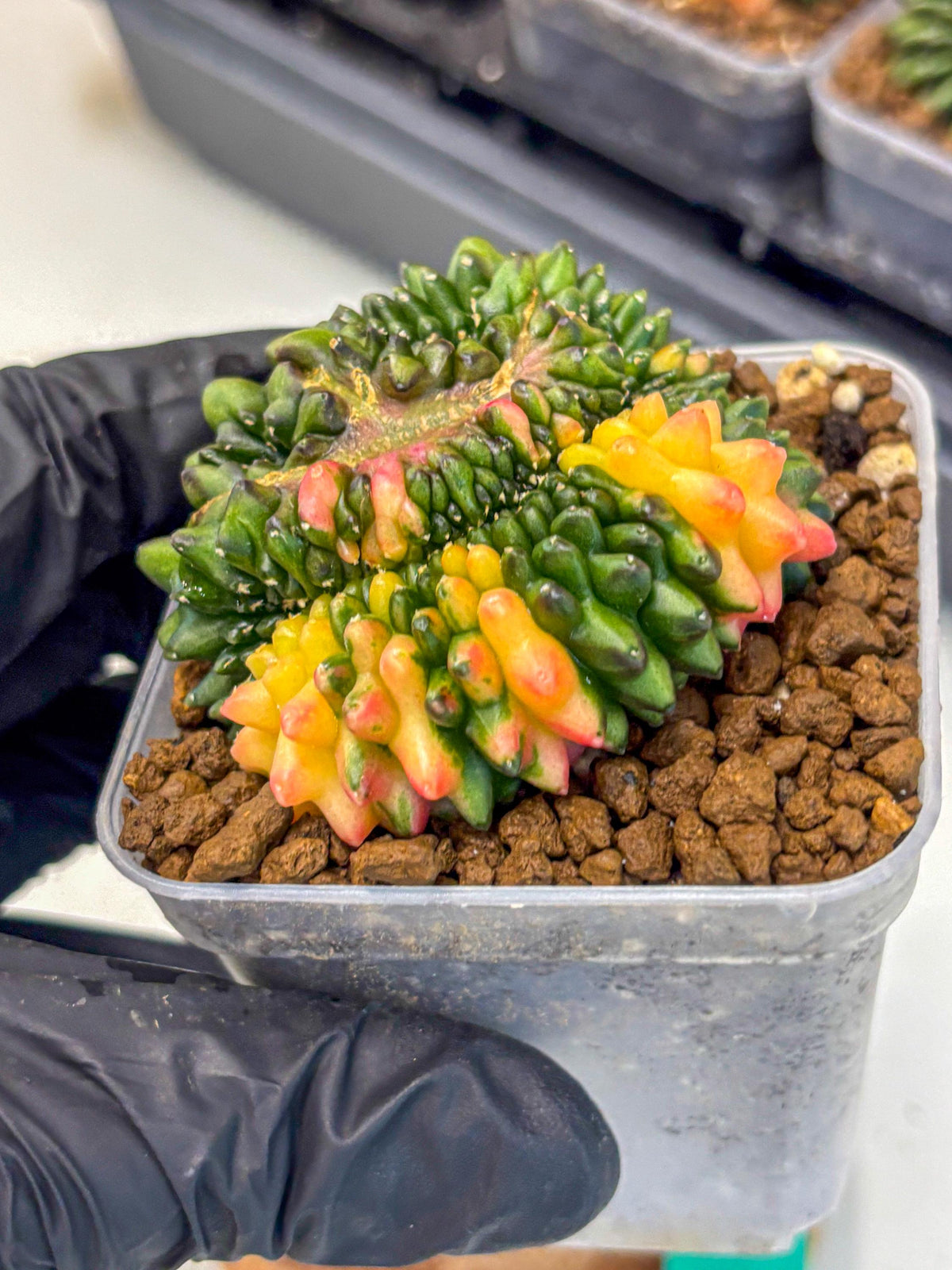 Gymnocalycium Inermis Cristata (gy9) (gg) | Variegated Cactus